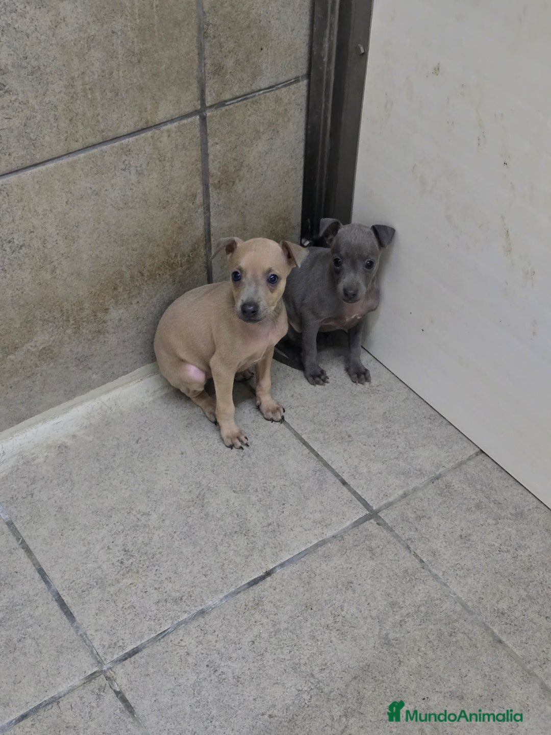 Pequeño Lebrel Italiano perros en venta: Lebrel isabelino pequeño - Imagen 3