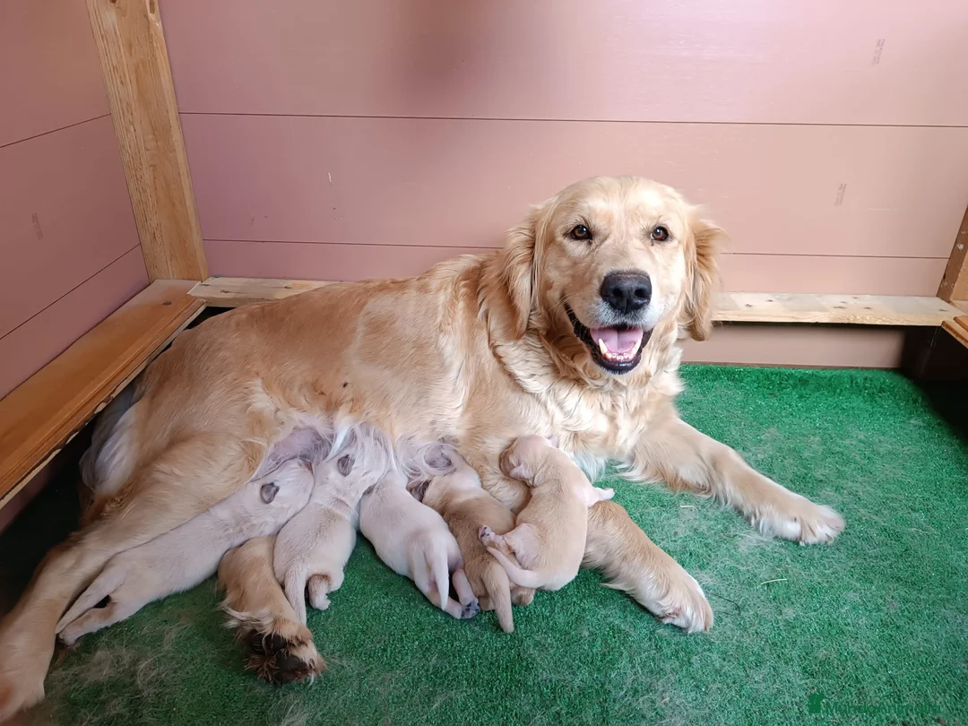 Golden Retriever perros en venta: Cachorro GOLDEN RETRIEVER  - Anuncio 1