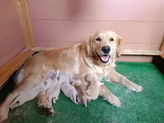 Golden Retriever perros Cachorro GOLDEN RETRIEVER - Anuncio 1