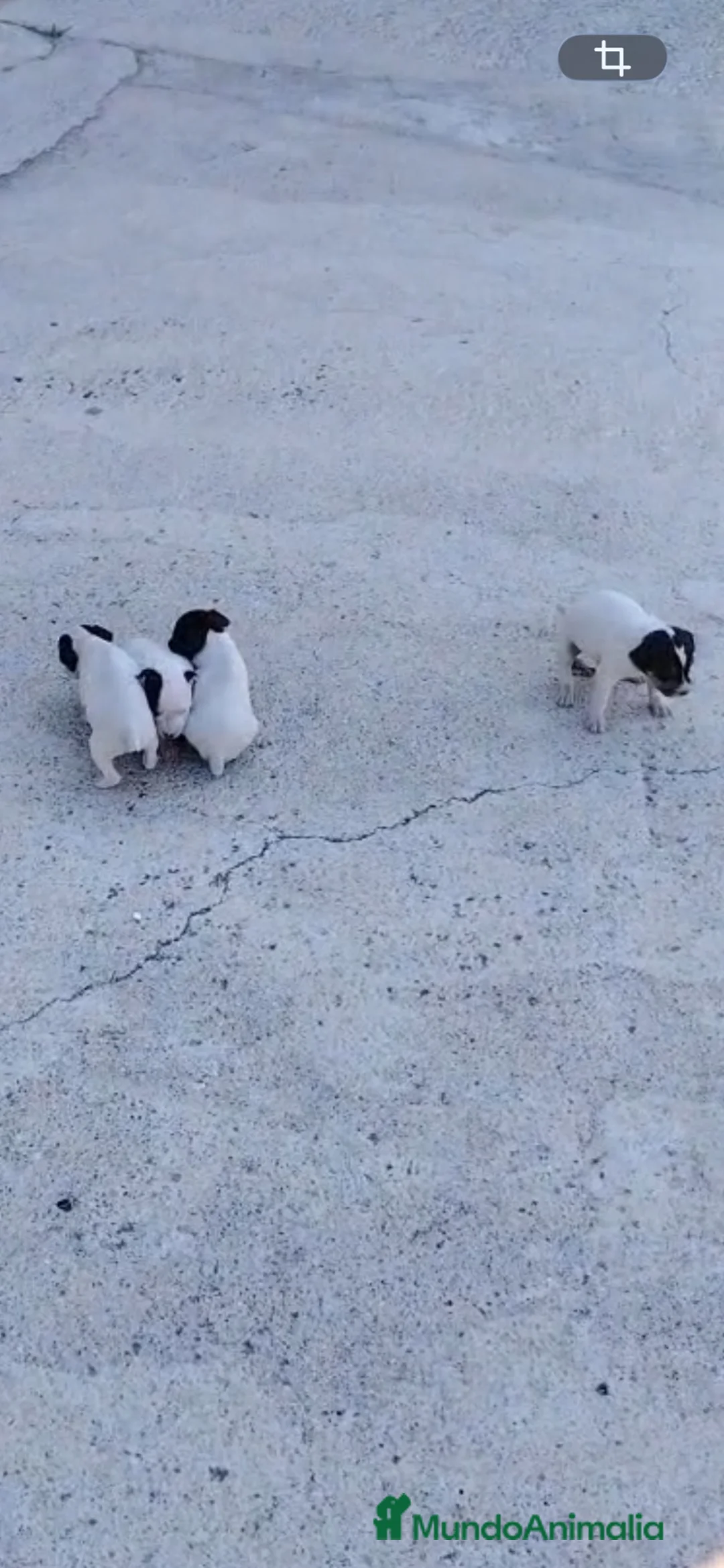 Ratonero Bodeguero Andaluz perros en venta: BODEGUEROS ANDALUCES en Murcia - Anuncio 2
