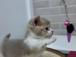 Munchkin gatos Munchkin Scottish Kilt en Toledo - Anuncio 3