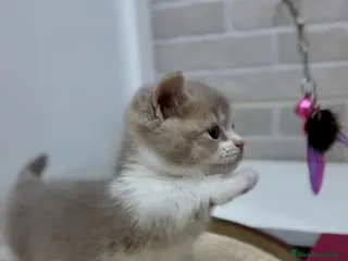 Munchkin gatos Munchkin Scottish Kilt en Toledo - Anuncio 4