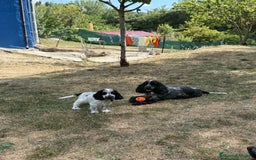 Cocker Spaniel Inglés perros en venta: Espectacular macho cocker inglés  - Imagen 9