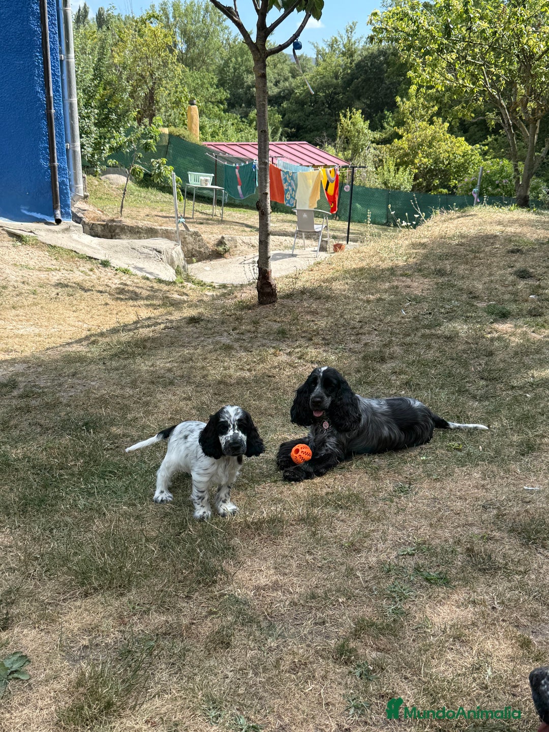 Cocker Spaniel Inglés perros en venta: Espectacular macho cocker inglés  - Imagen 9