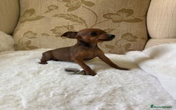 Pinscher Miniatura perros en venta: Pinscher Miniatura cachorros de ensueño - Imagen 9