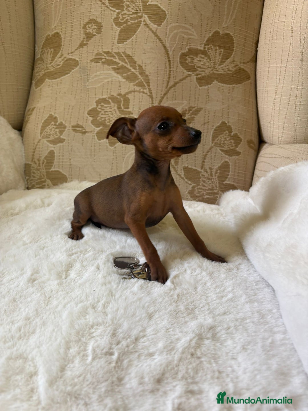 Pinscher Miniatura perros en venta: Pinscher Miniatura cachorros de ensueño - Imagen 9