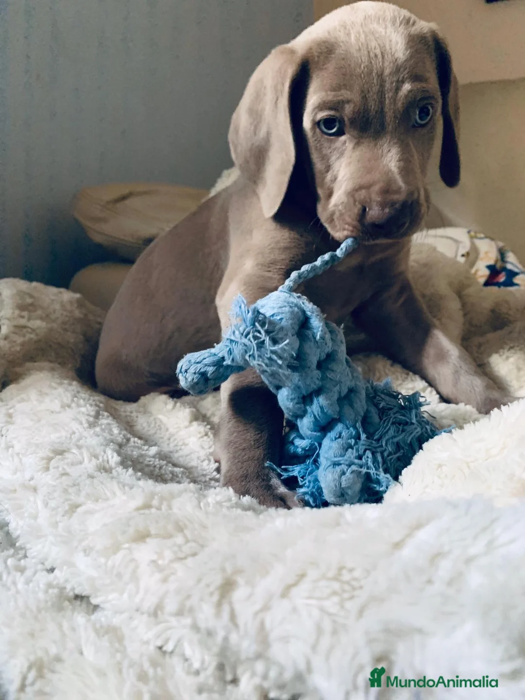 Weimaraner perros en venta: Braco de Weimar (Weimaraner)i - Anuncio 1