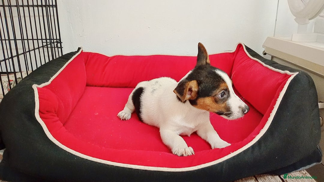 Raza Mixta perros en venta: Jack Russell  - Imagen 2