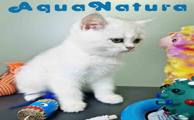 Británico de Pelo Corto gatos British Macho 7791 AQUANATURA - Anuncio 3