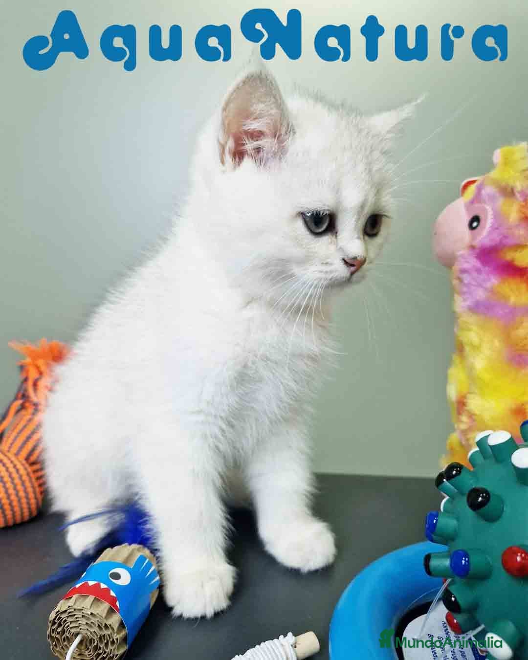 Británico de Pelo Corto gatos en venta: British Macho 7791 AQUANATURA - Anuncio 1