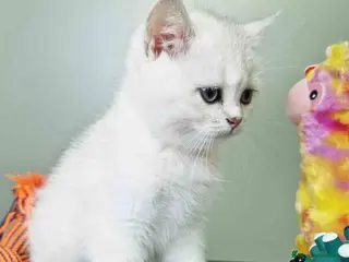 Británico de Pelo Corto gatos British Macho 7791 AQUANATURA - Anuncio 22