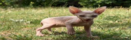 Sphynx gatos en venta: Gatito macho sphynx  - Anuncio 2