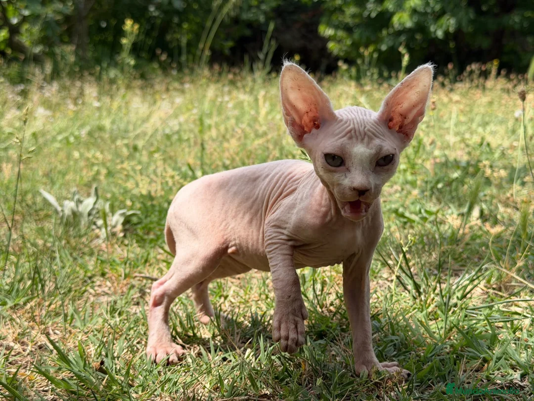 Sphynx gatos en venta: Gatito macho sphynx  - Anuncio 2