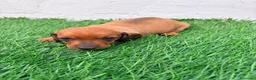 Teckel Miniatura perros en venta: Teckel miniatura rojizo - Anuncio 2