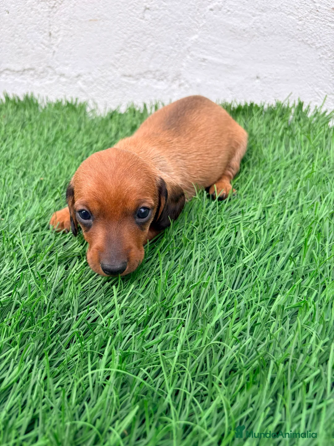 Teckel Miniatura perros en venta: Teckel miniatura rojizo - Anuncio 2