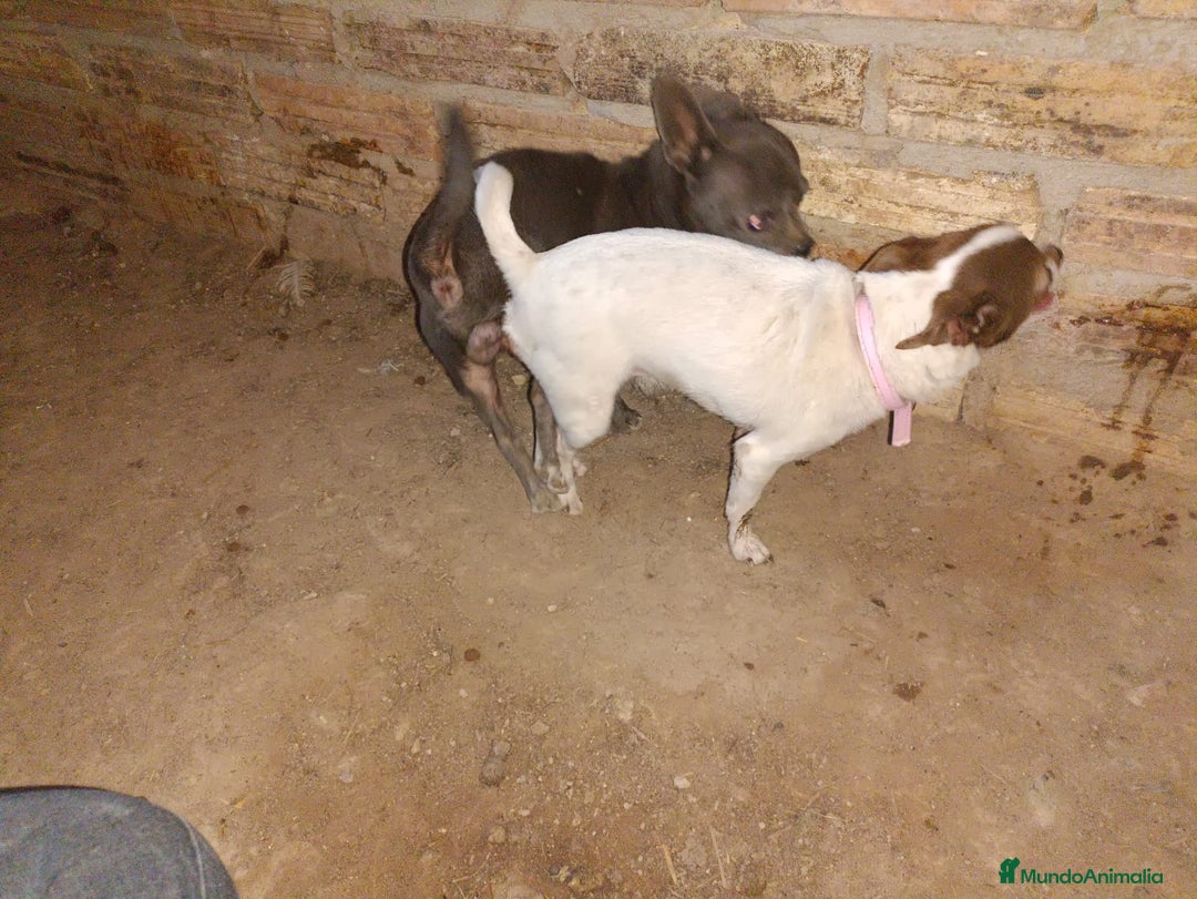 Chihuahua perros en venta: Chihuahua mini toy cabeza manzana  - Imagen 4