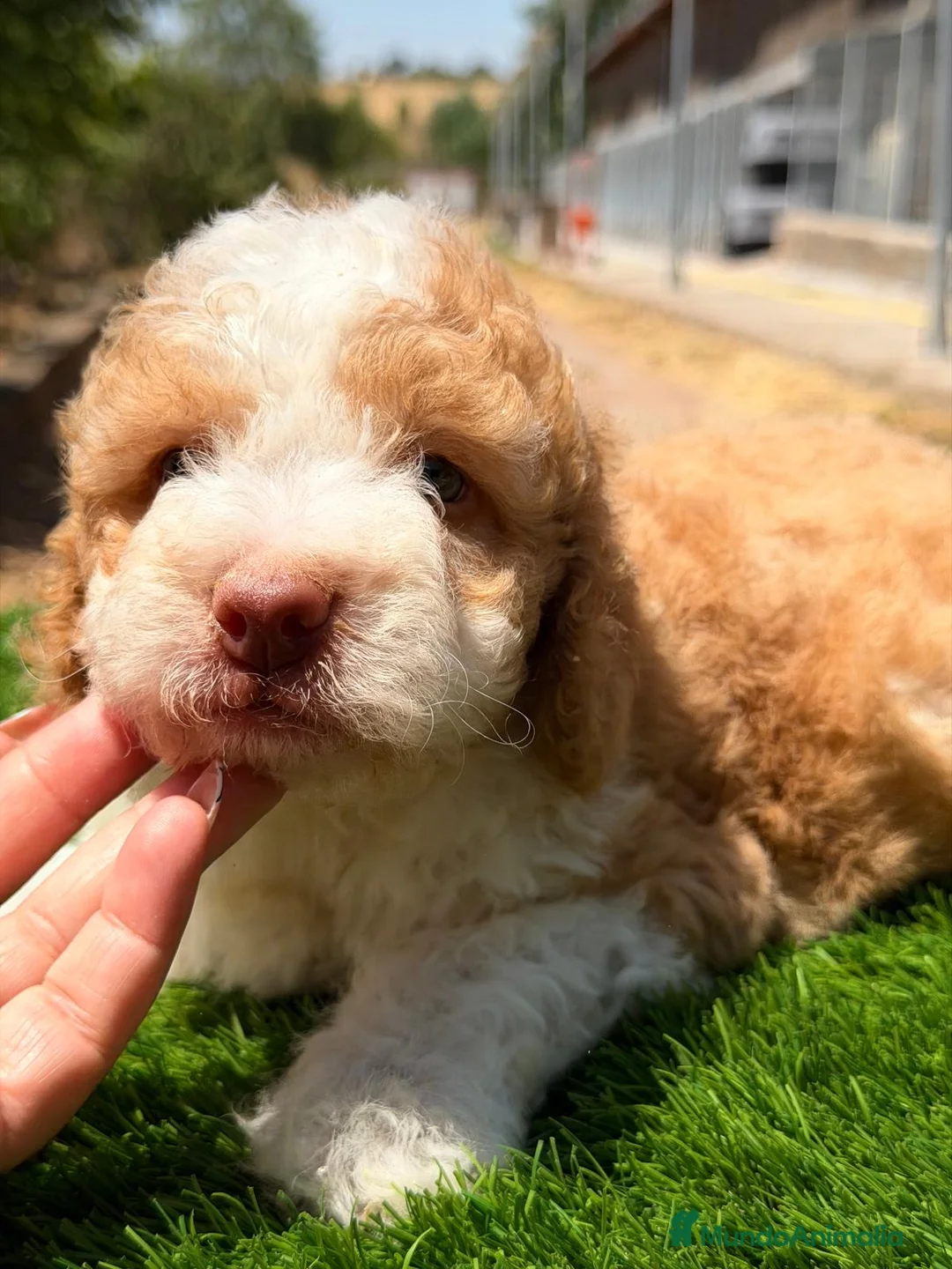 Perro de Agua Español perros en venta: CAMADA PERRO DE AGUA ESPAÑOL CALIDAD - Anuncio 1