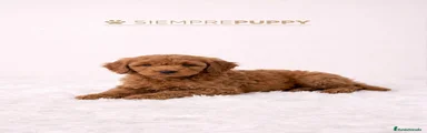 Caniche Enano Cachorro 1