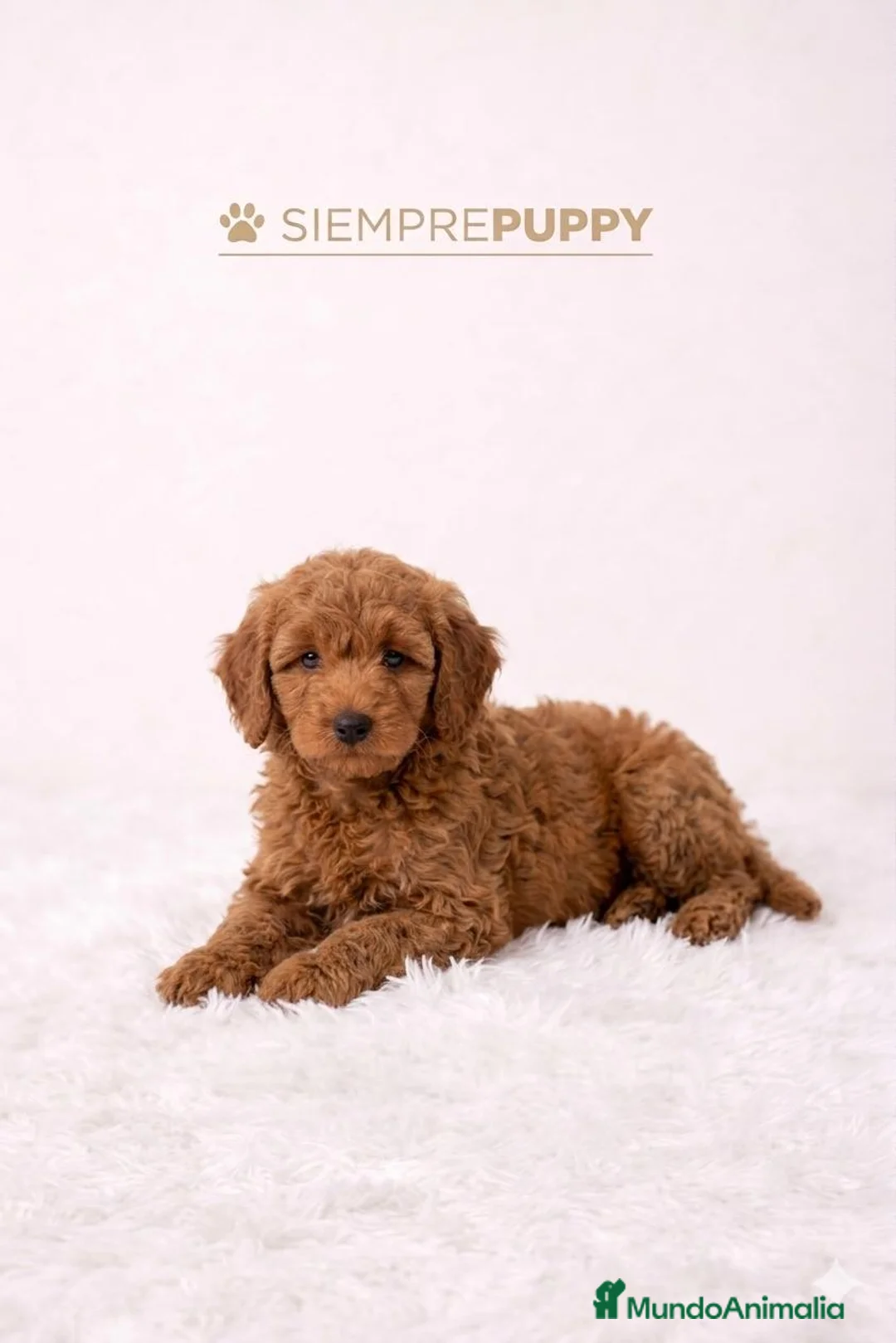 Caniche Enano perros en venta: CANICHE ENANA HEMBRA ROJA - Anuncio 2