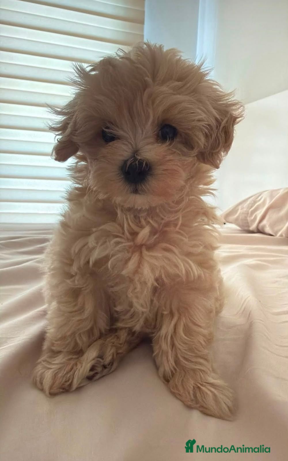 Maltipoo perros Maltipoo - Anuncio 1