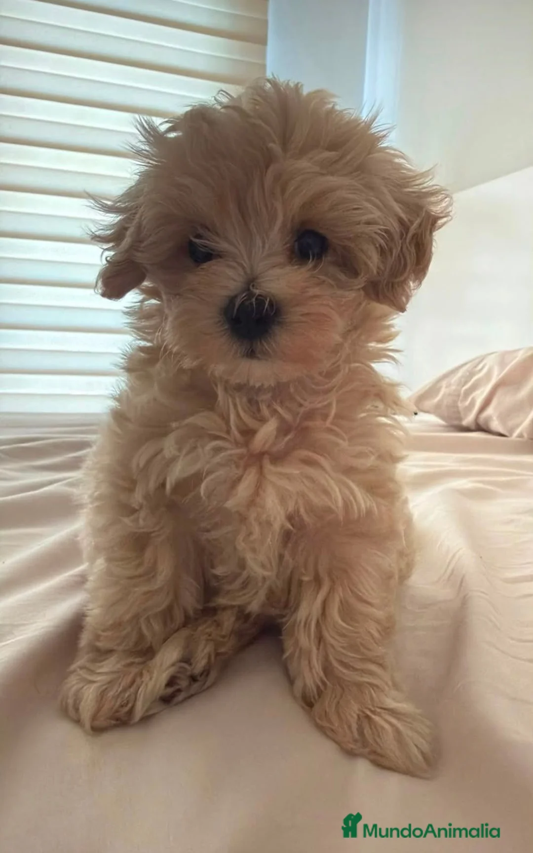 Maltipoo perros en venta: Maltipoo - Anuncio 1