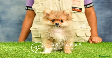 Pomerania perros en Rubena - Propaganda 12