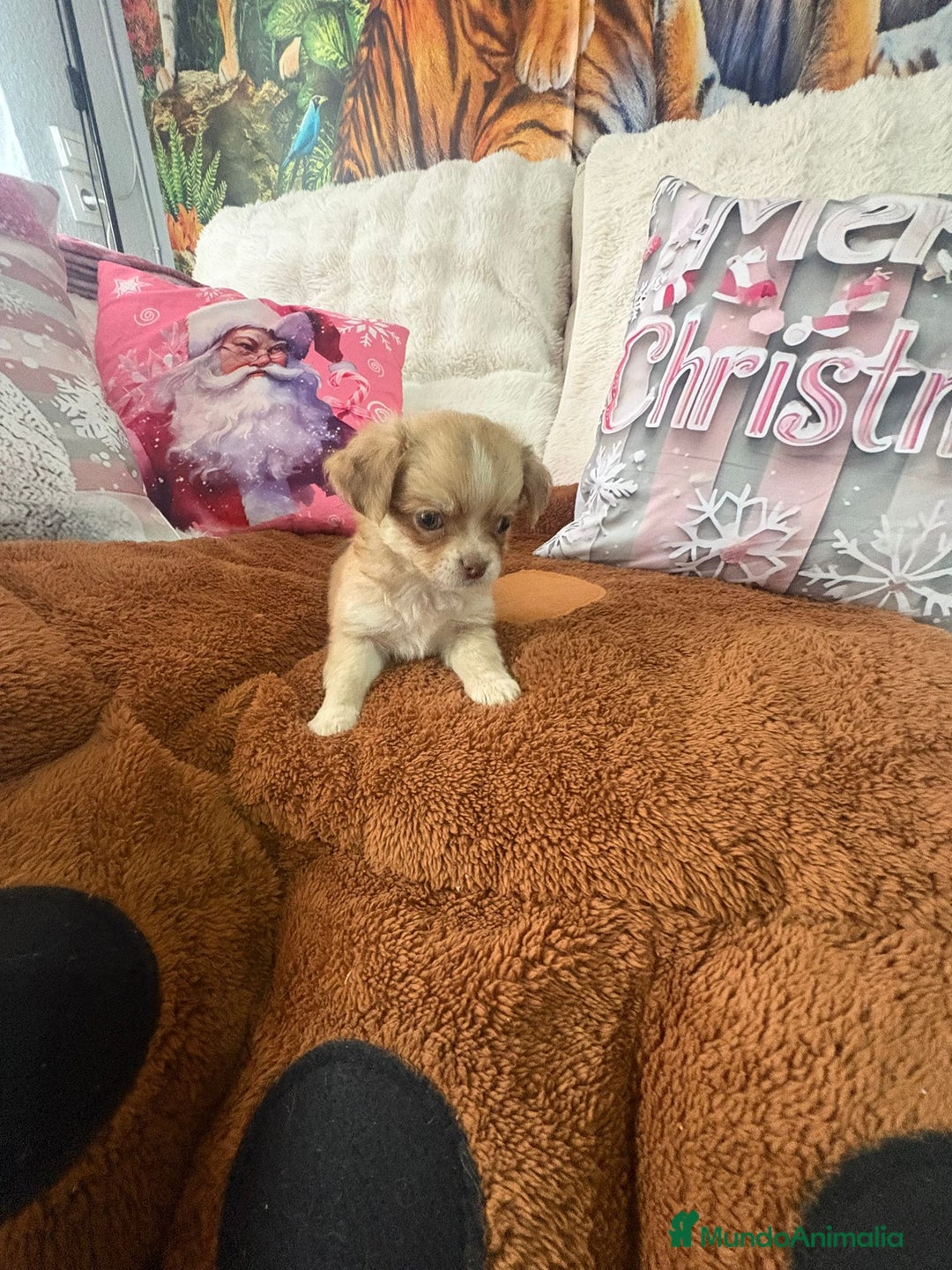 Chihuahua perros en venta: Chihuahua toy pelo largo  - Anuncio 10