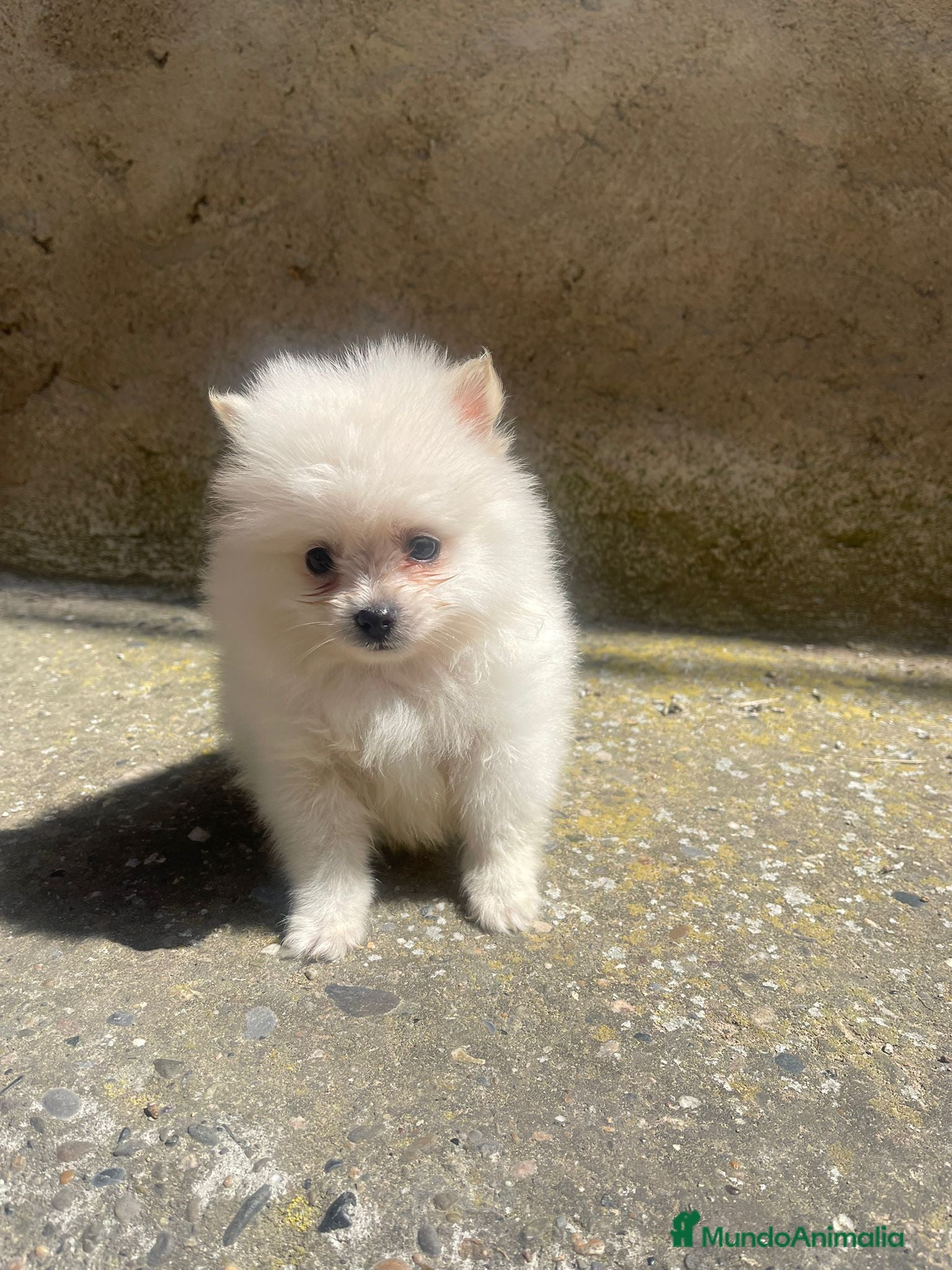 Pomerania perros Mini Pomerania blanco, espectacular - Anuncio 15