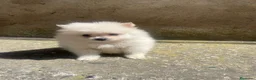 Pomerania perros en venta: Mini Pomerania blanco, osito - Anuncio 3