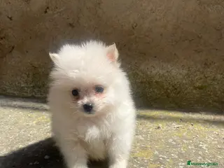 Pomerania perros Mini Pomerania blanco, espectacular - Anuncio 15