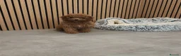 Caniche Toy perros en venta: Caniche Toy Apricot 🐩♂️ - Anuncio 14
