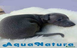 Pequeño Lebrel Italiano perros en venta: Lebrel Italiano Hembra 1 de BN y Omega AQUANATURA - Imagen 4