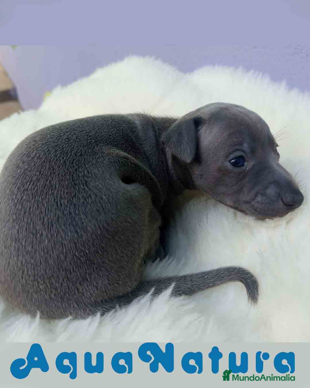 Pequeño Lebrel Italiano perros en venta: Lebrel Italiano Hembra 1 de BN y Omega AQUANATURA - Imagen 4