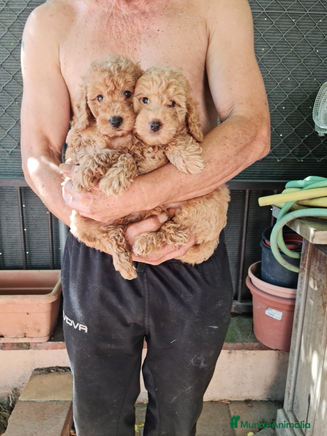 Caniche Toy perros en venta: Caniche toy - Imagen 11