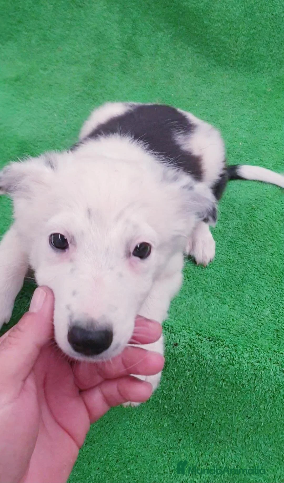 Border Collie perros en venta: Border Collie  - Anuncio 1