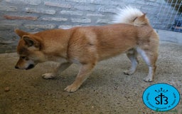 Shiba Inu perros en venta: SHIBA INU ADULTO PEDEGREE(LOE) - Imagen 6