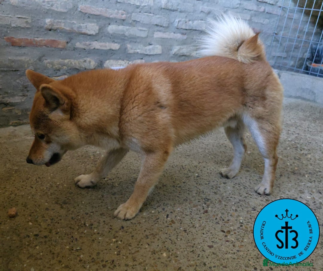 Shiba Inu perros en venta: SHIBA INU ADULTO PEDEGREE(LOE) - Imagen 6