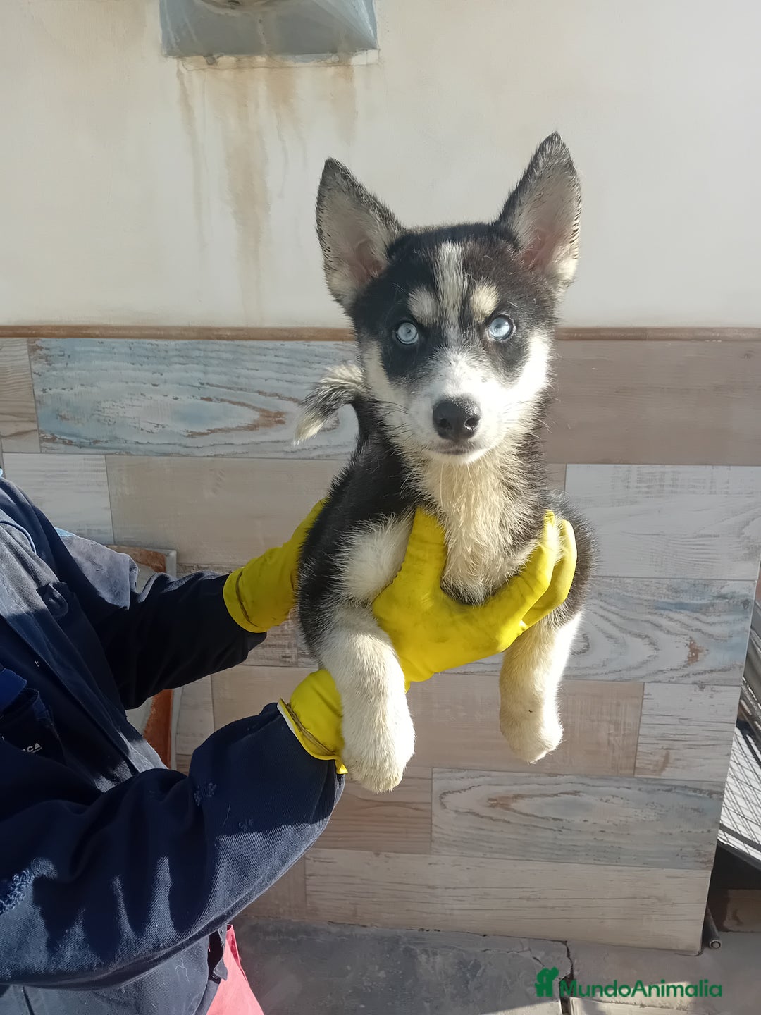 Husky Siberiano perros en venta: ‼️‼️husky siberianos - Anuncio 3