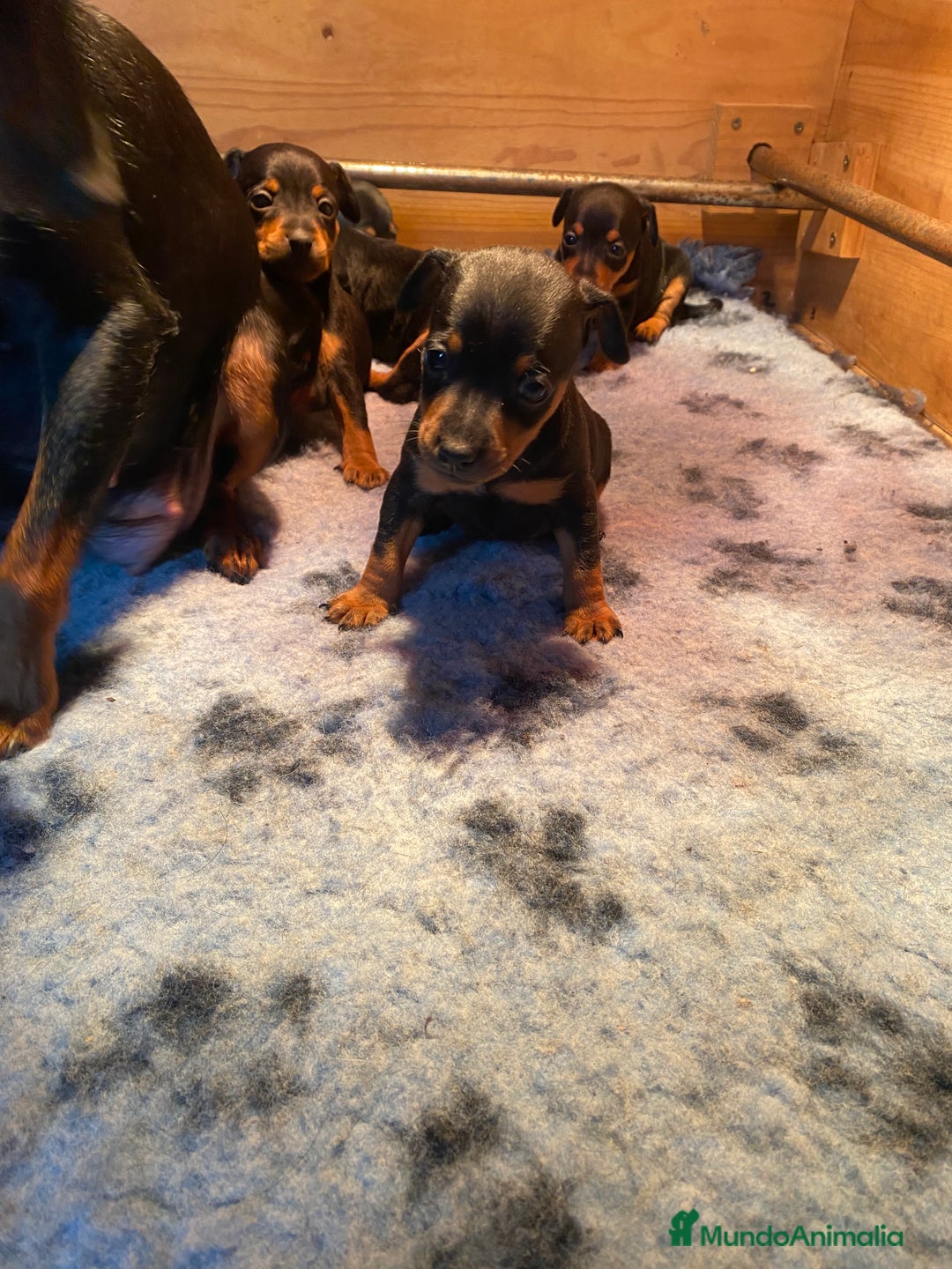 Pinscher Miniatura perros en venta: Pincher Miniatura - Anuncio 5