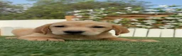 Labrador Retriever perros en venta: LABRADOR RETRIEVER MACHO - Anuncio 7