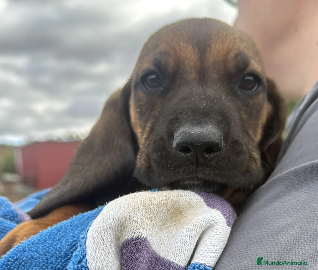 Sabueso de Sangre de Baviera perros en venta: SABUESO DE SANGRE BAVIERA  - Anuncio 1