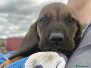 Sabueso de Sangre de Baviera perros SABUESO DE SANGRE BAVIERA - Anuncio 1