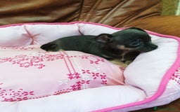 Chihuahua perros en venta: CHIHUAHUA TOY  - Imagen 9