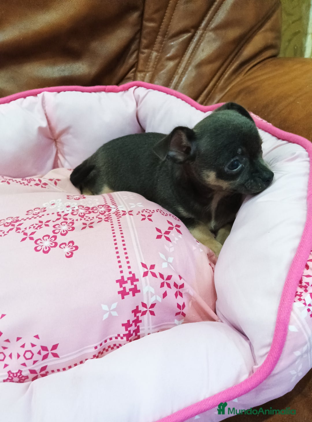 Chihuahua perros en venta: CHIHUAHUA TOY  - Imagen 9