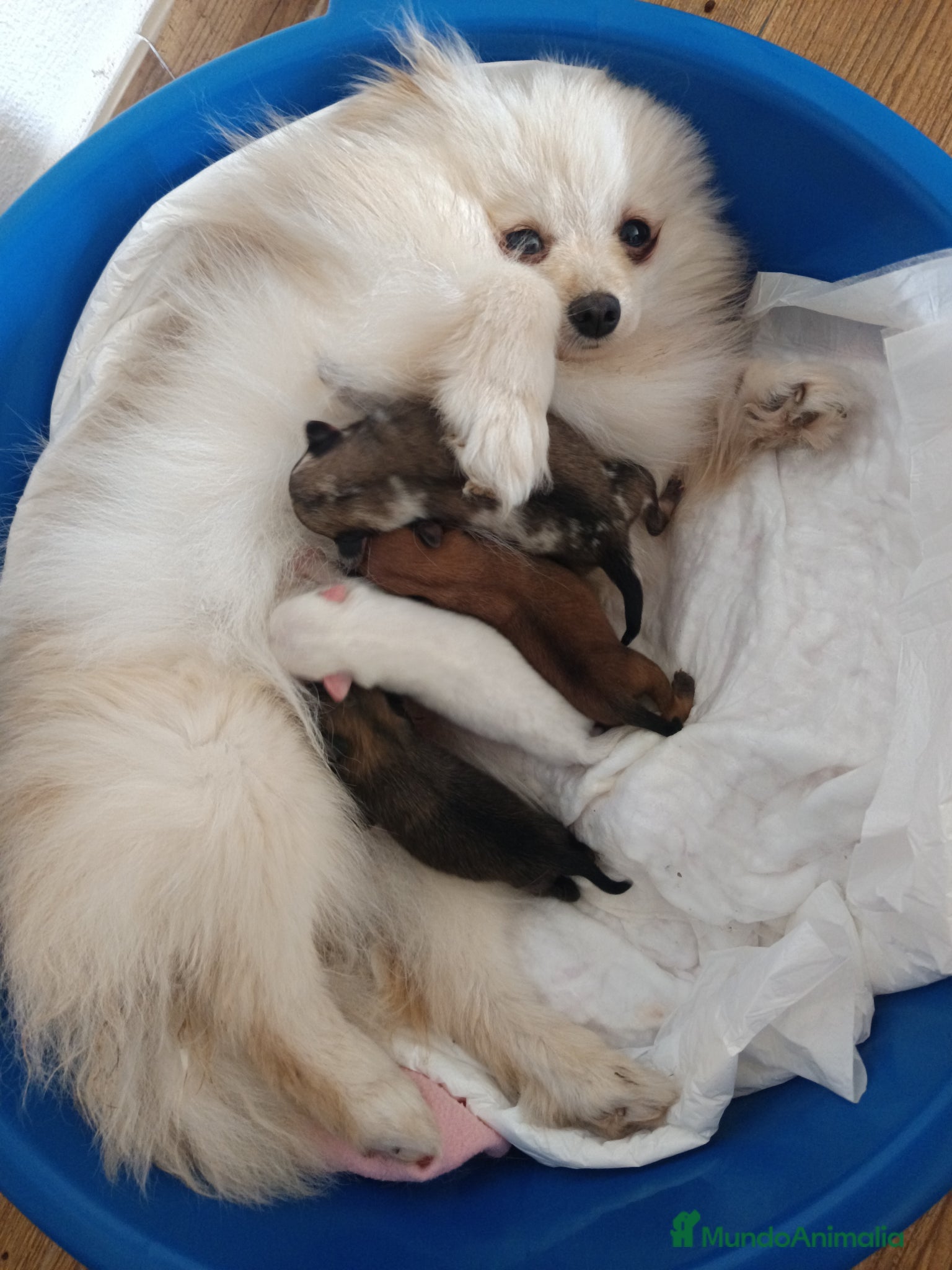 Pomerania perros Pomerania  - Anuncio 1