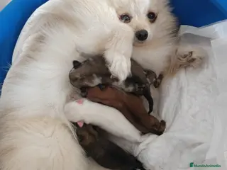 Pomerania perros Pomerania - Anuncio 1