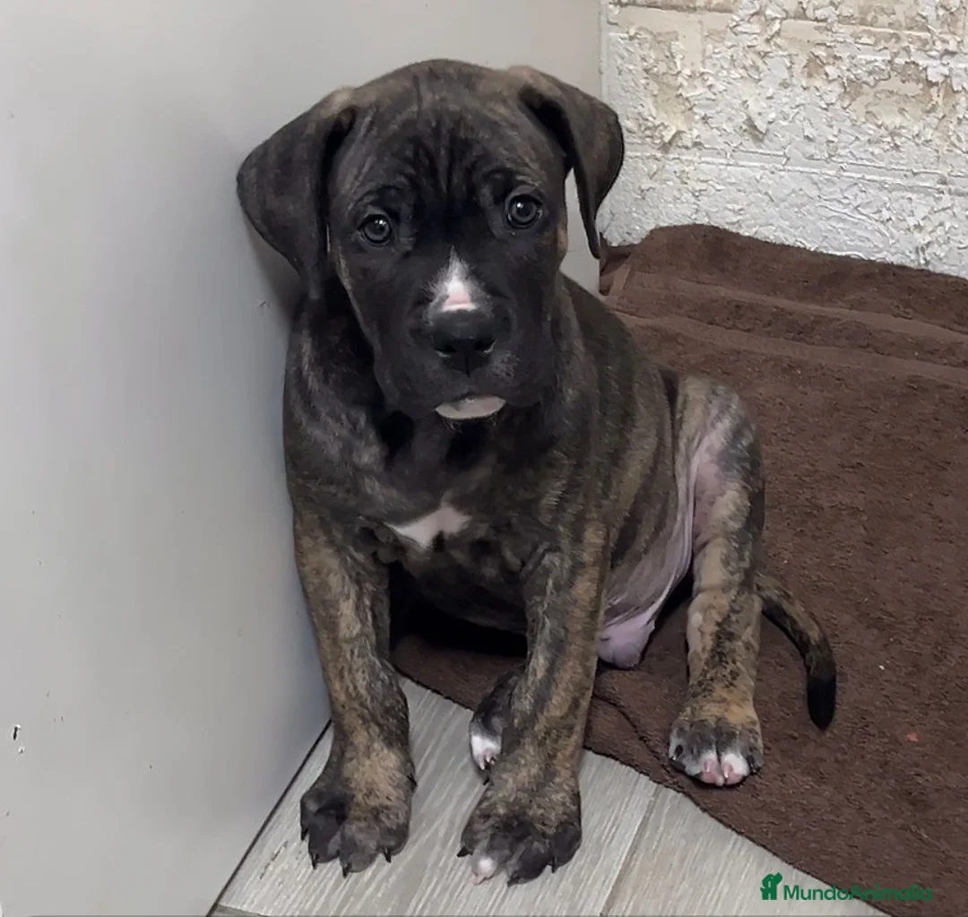 Cane Corso perros en venta: Cane Corso - Anuncio 15