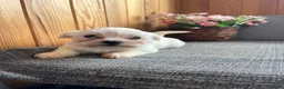 Bichón Maltés perros en venta: Bichón Maltés cachorros  - Anuncio 2