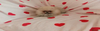 Pomerania 1