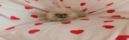 Pomerania perros en venta: Lulu de pomerania - Anuncio 4